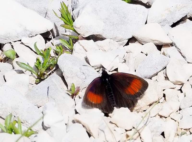 149 specie diverse, da trovare quest''anno??